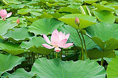 Knock！Knock！心理恐怖游戏《寻找伪人》现已发售！